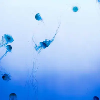 Apron Linen Crossback